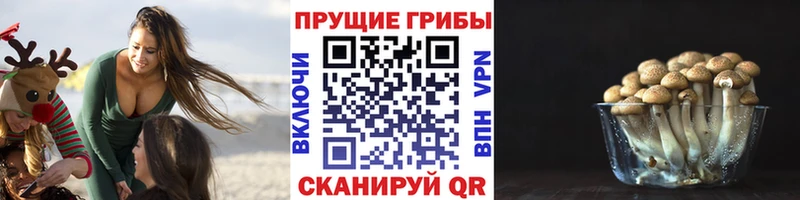 гидра онион  Первомайск  Галлюциногенные грибы Psilocybe 